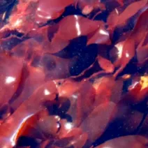Dulse pic - Rekick