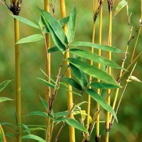 Golden Bamboo pic 3 Golden Bamboo pic 3