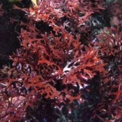 Irish Moss pic - Rekick 3