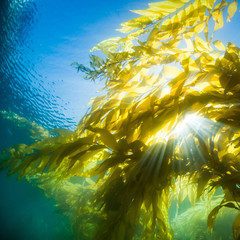 Kelpware pic 4 Kelpware pic 4