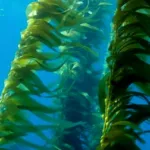 Kelpware pic 5