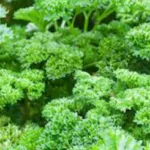 Parsley Extract pic - Rekick