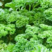 Parsley Extract pic - Rekick