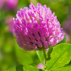 Red Clover pic - Rekick