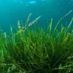 Spirulina pic - Rekick 2