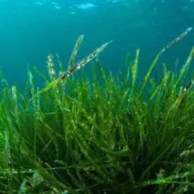 Spirulina pic - Rekick 2